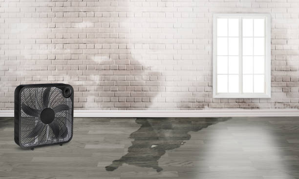 Best Water damage restoration experts  in Whittier, CA